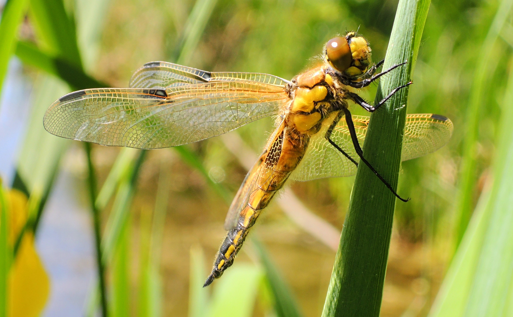 Gelbe Libelle