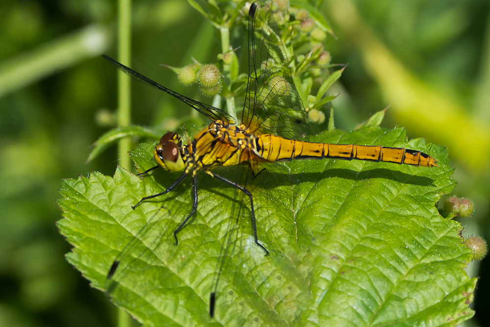 gelbe Libelle