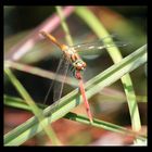 gelbe Libelle im Lohner Moor