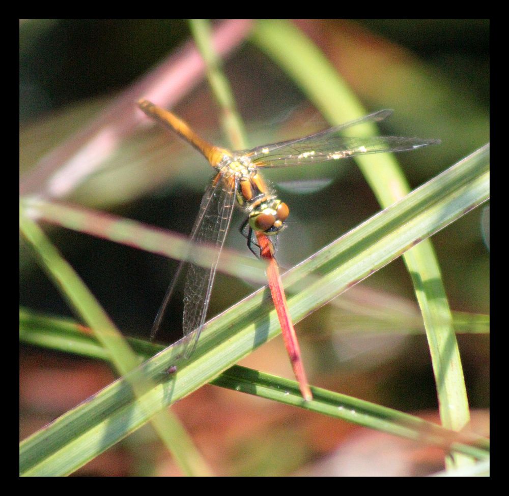 gelbe Libelle im Lohner Moor