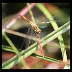 gelbe Libelle im Lohner Moor