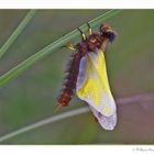 Gelbe Libellen Schmetterlingshaft (Libelloides coccaius)