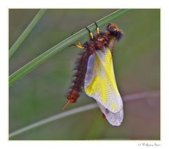 Gelbe Libellen Schmetterlingshaft (Libelloides coccaius)