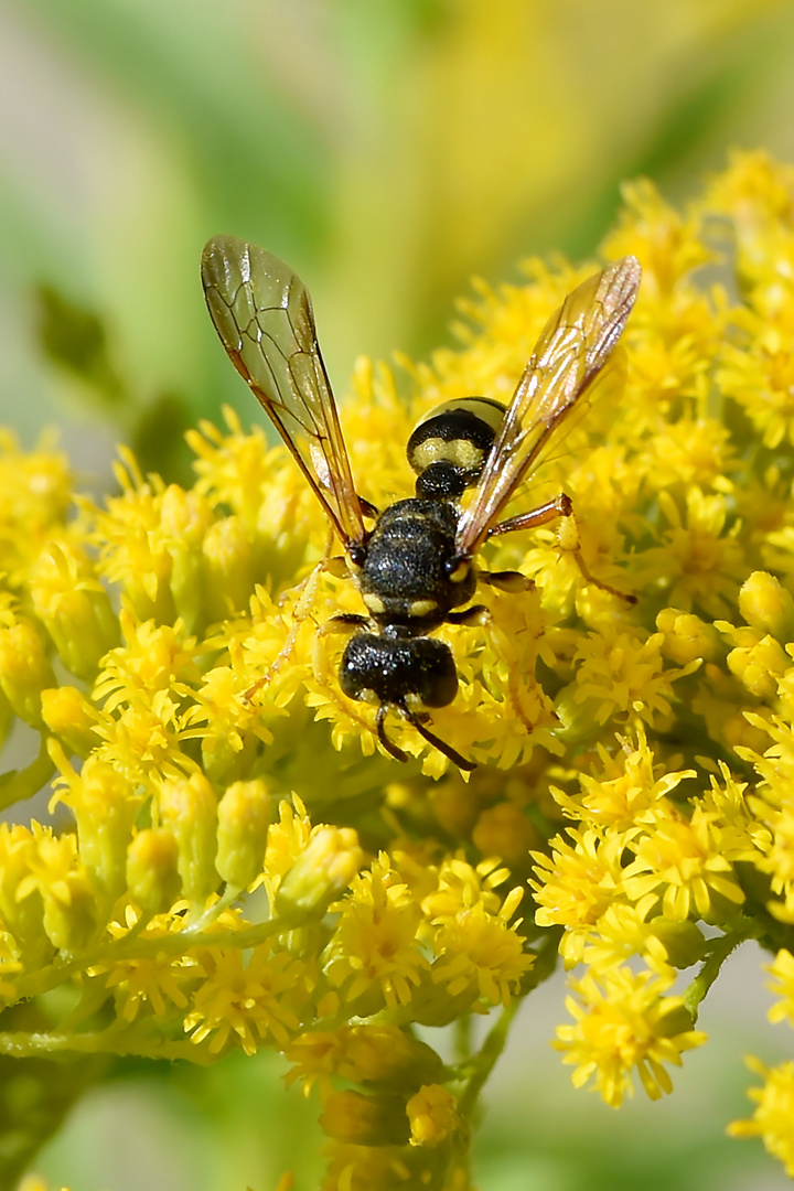 Gelbe Liegewiese