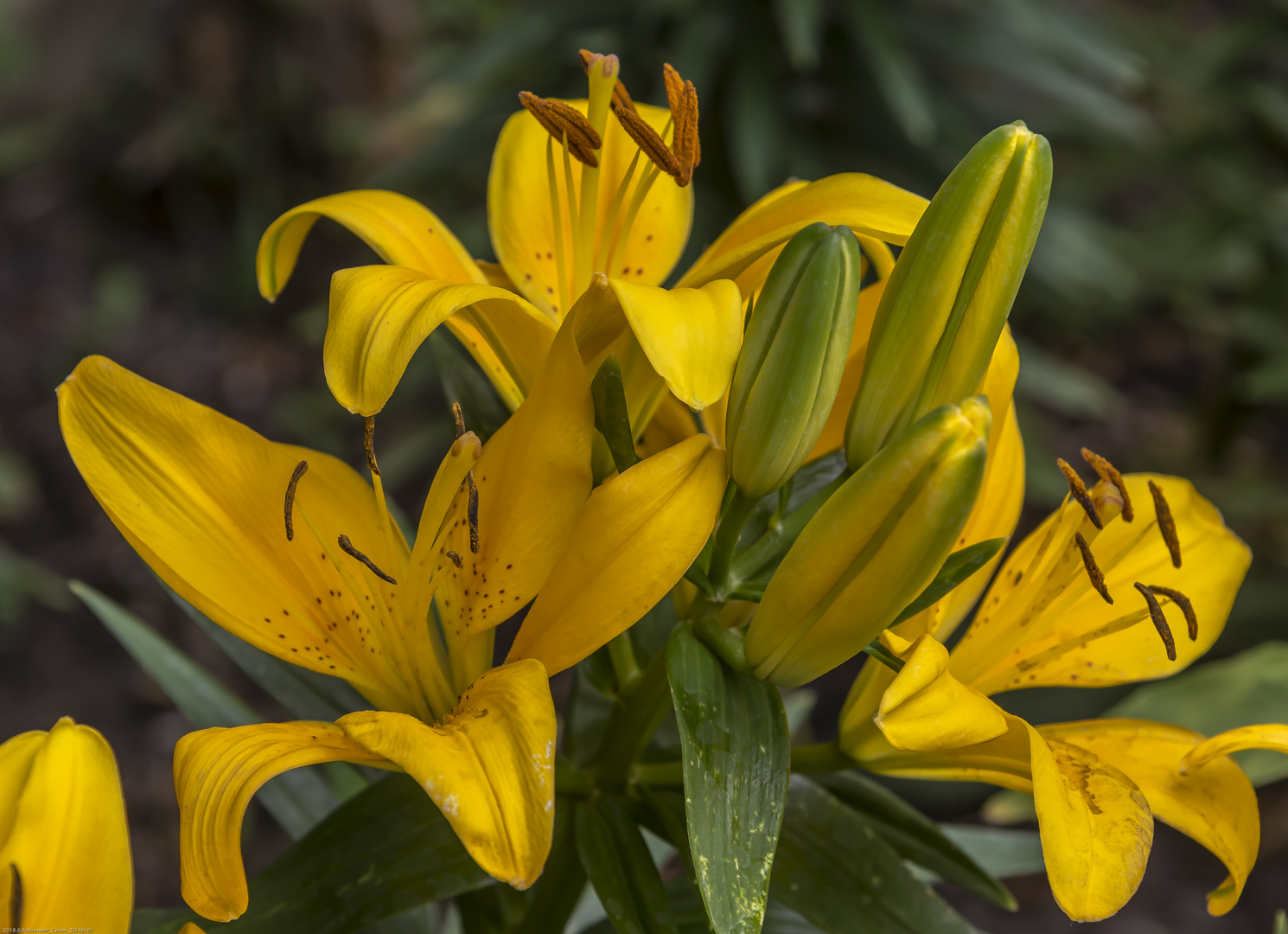 Gelbe Lilie Foto & Bild frühling, natur, pflanzen Bilder auf