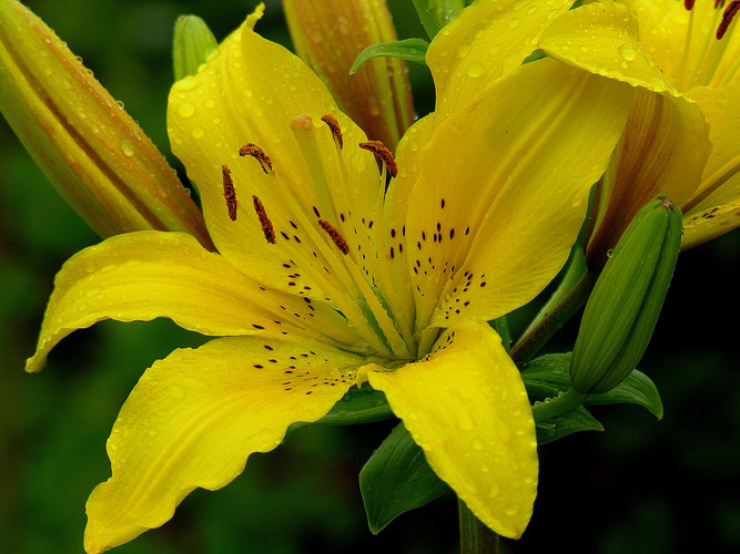 Gelbe Lilie Foto & Bild pflanzen, pilze & flechten, blüten