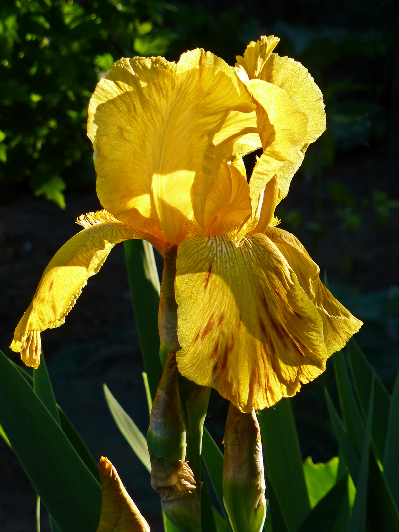 Gelbe Lilie in der Abendsonne