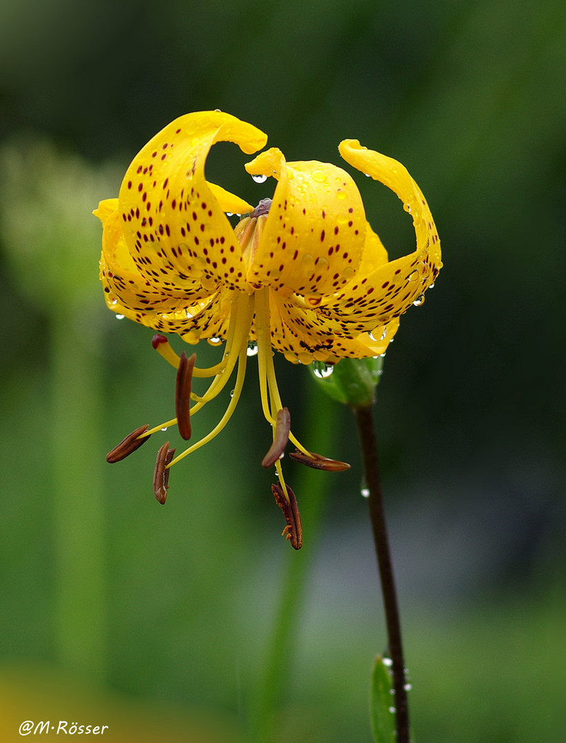 Gelbe Lilie (Lilium Harlequin)