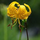 Gelbe Lilie (Lilium Harlequin)