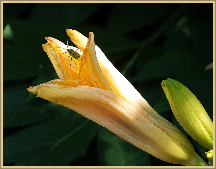 Gelbe Lilie mit Besucher