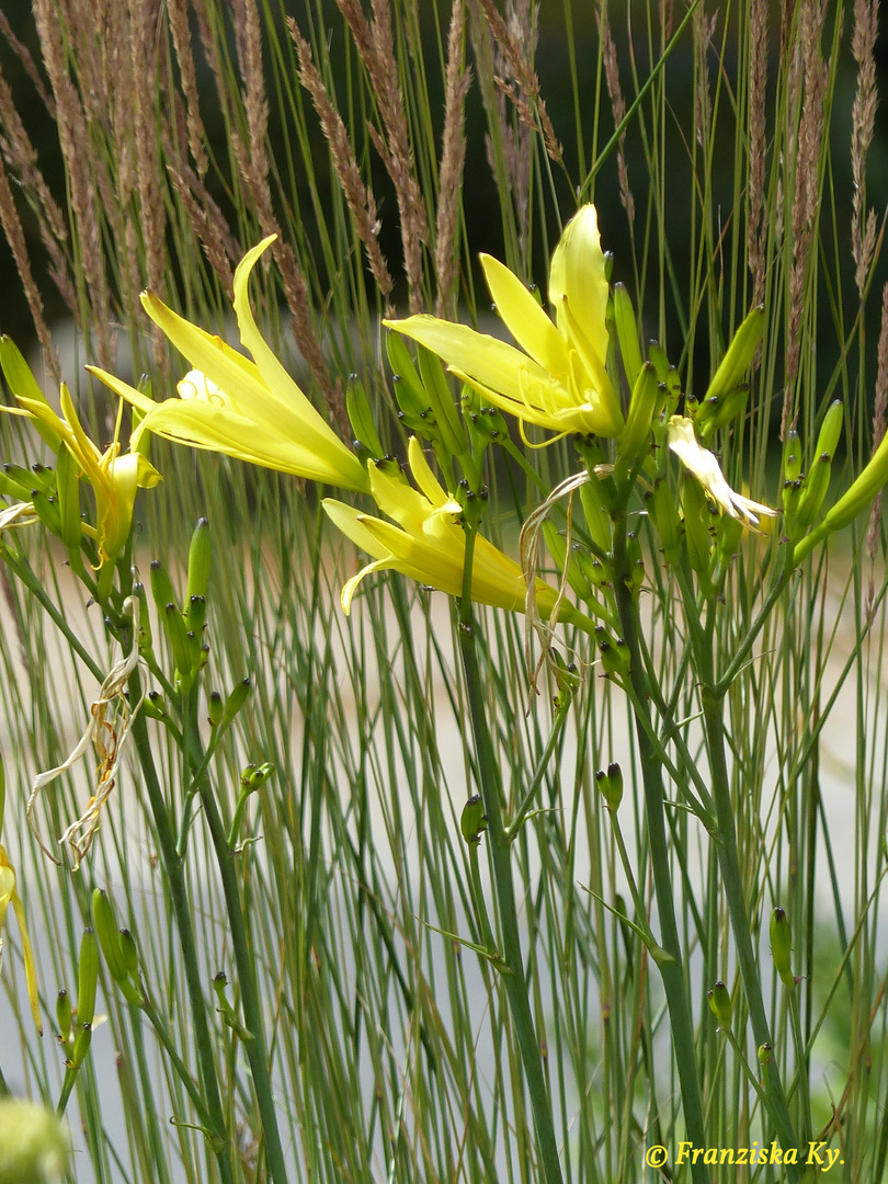 Gelbe Lilien