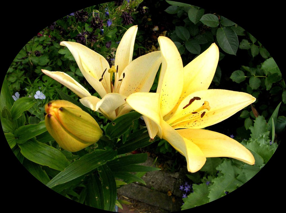 Gelbe Lilien Foto & Bild pflanzen, pilze & flechten, blüten