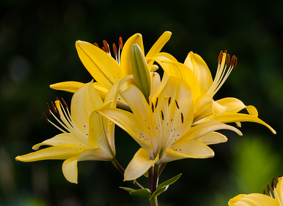 Gelbe Lilien als Blumenstrauß zum Wochenende