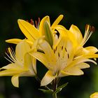 Gelbe Lilien als Blumenstrauß zum Wochenende