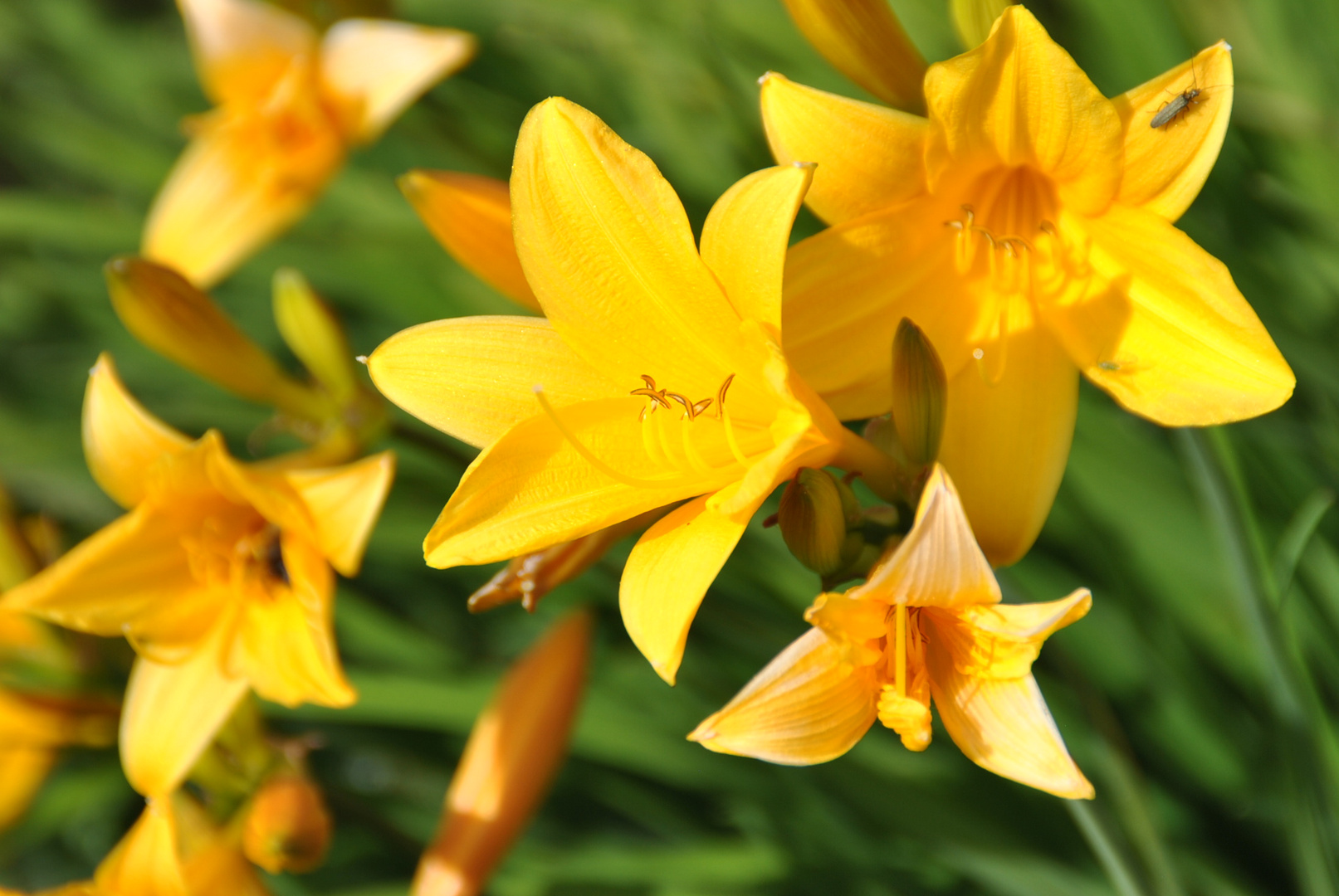 Gelbe Lilien Foto & Bild pflanzen, pilze & flechten, blüten