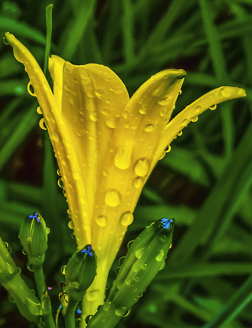 gelbe Lilienblüte