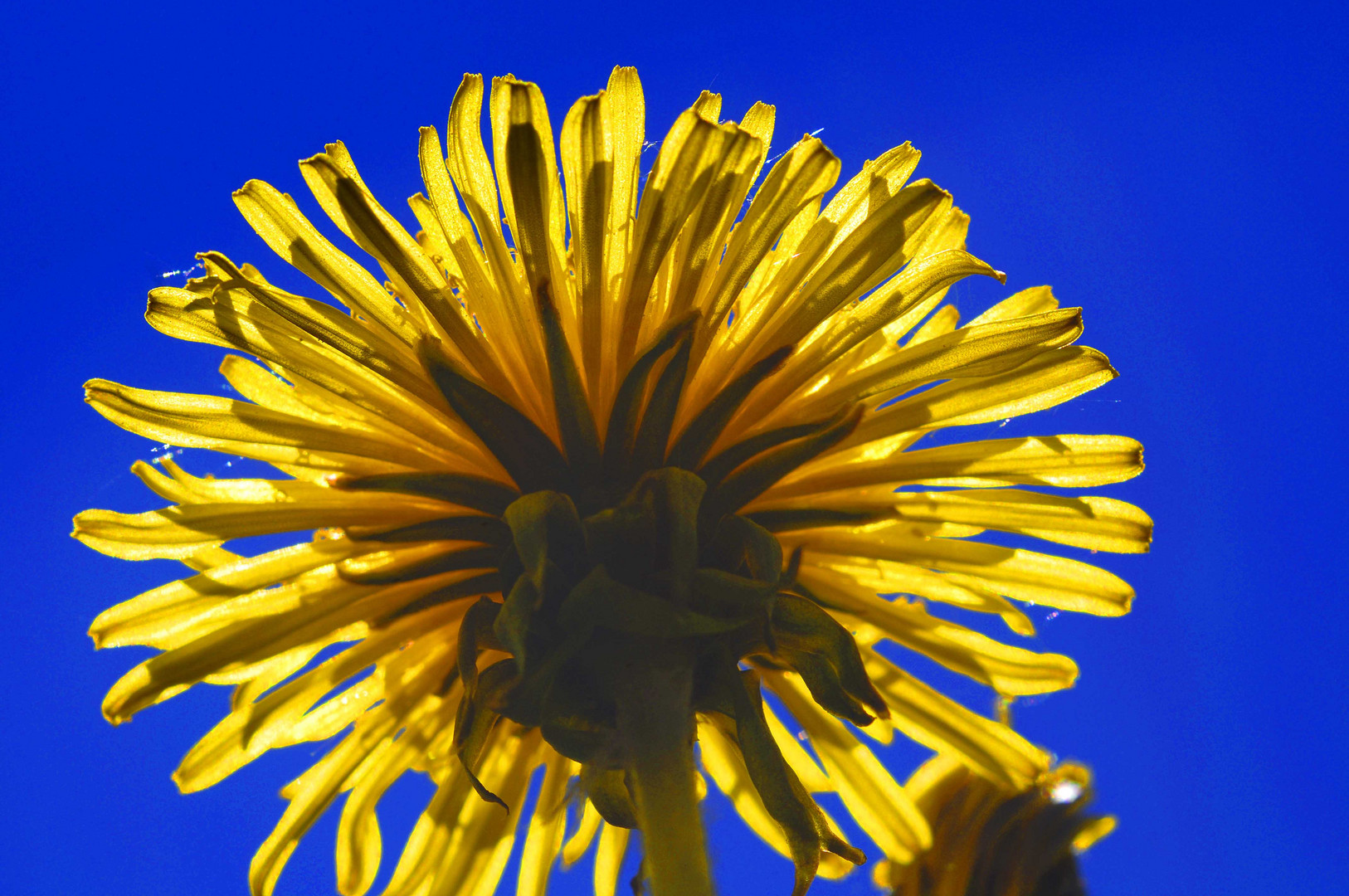 gelbe Löwenzahnblüte von unten vor der Sonne und vor blauem Himmel