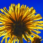 gelbe Löwenzahnblüte von unten vor der Sonne und vor blauem Himmel