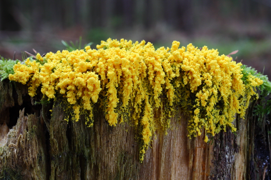 Gelbe Lohblüte