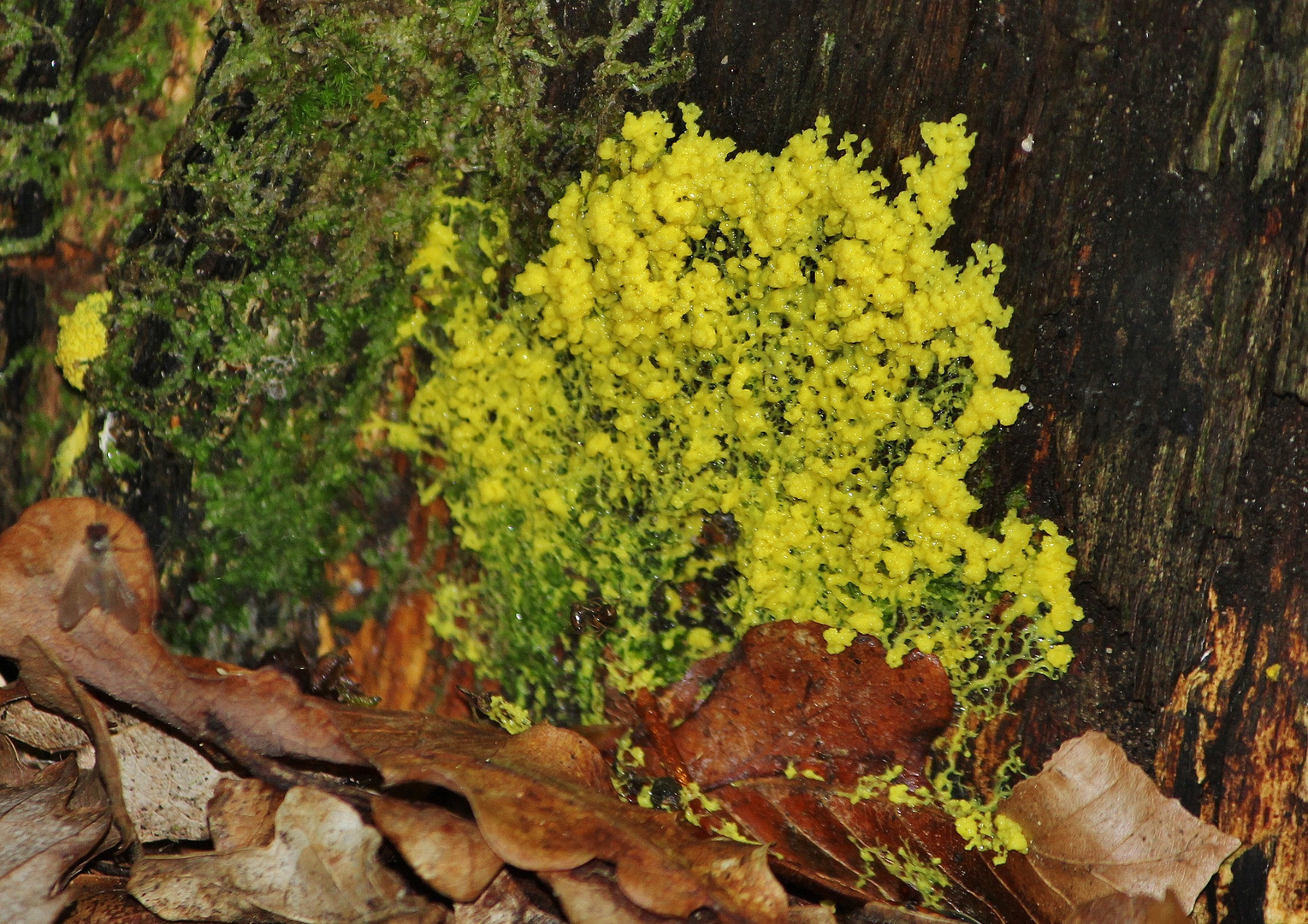 Gelbe Lohblüte