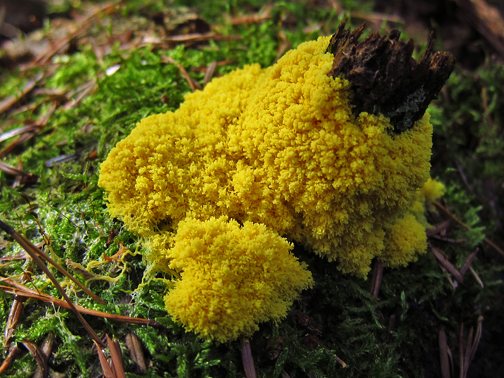 Gelbe Lohblüte