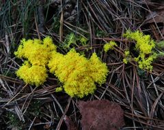 Gelbe Lohblüte