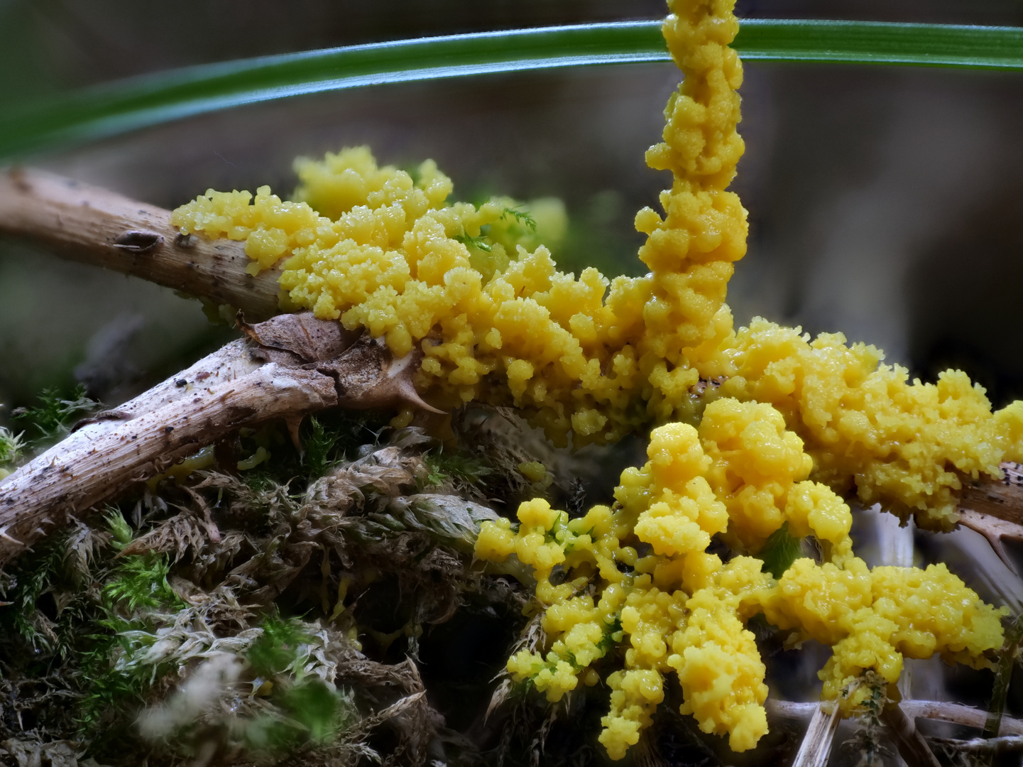 Gelbe Lohblüte auch Hexenbutter, Hexenbutterschleimpilz