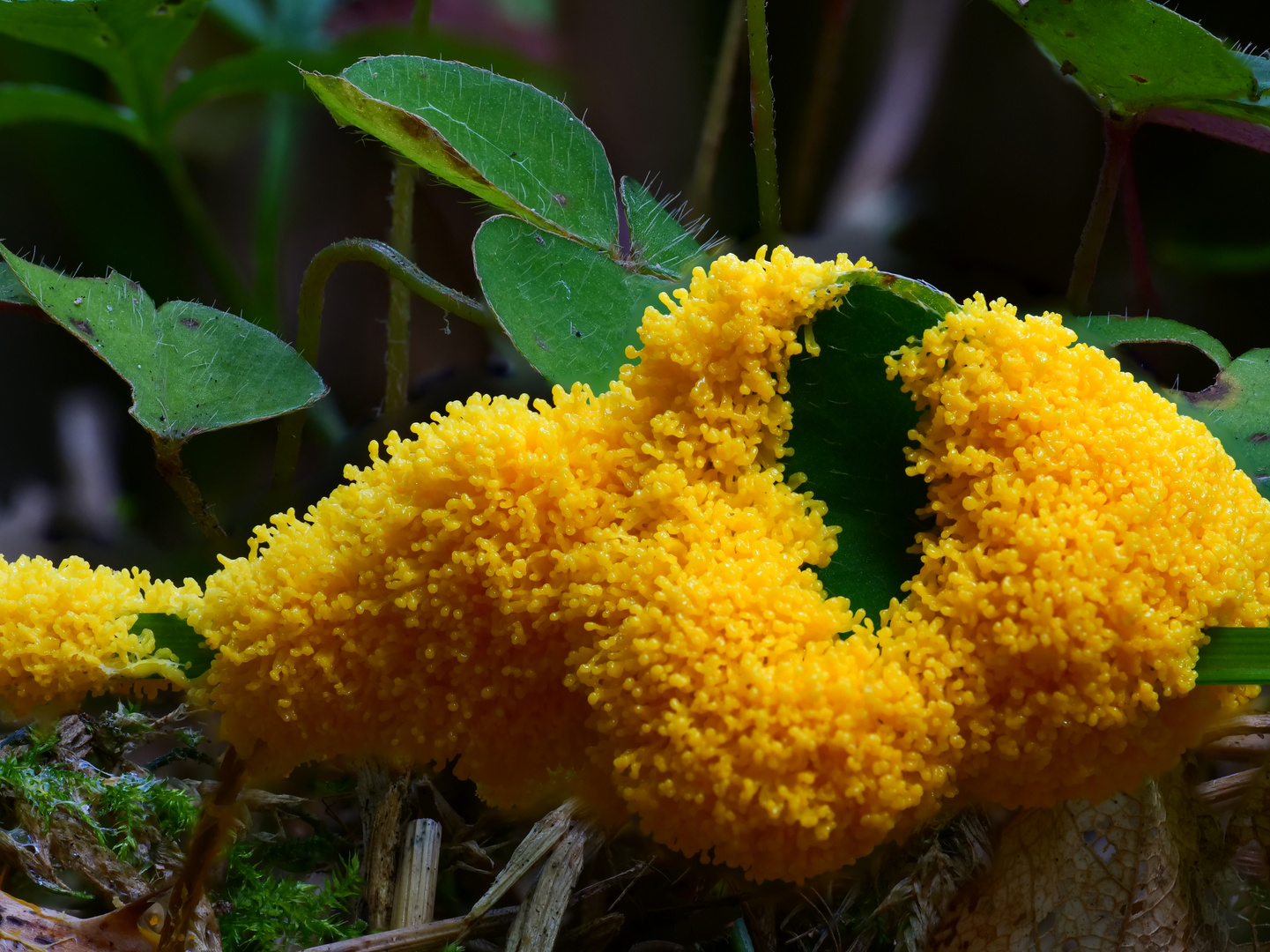 Gelbe Lohblüte auch Hexenbutter, Hexenbutterschleimpilz_1