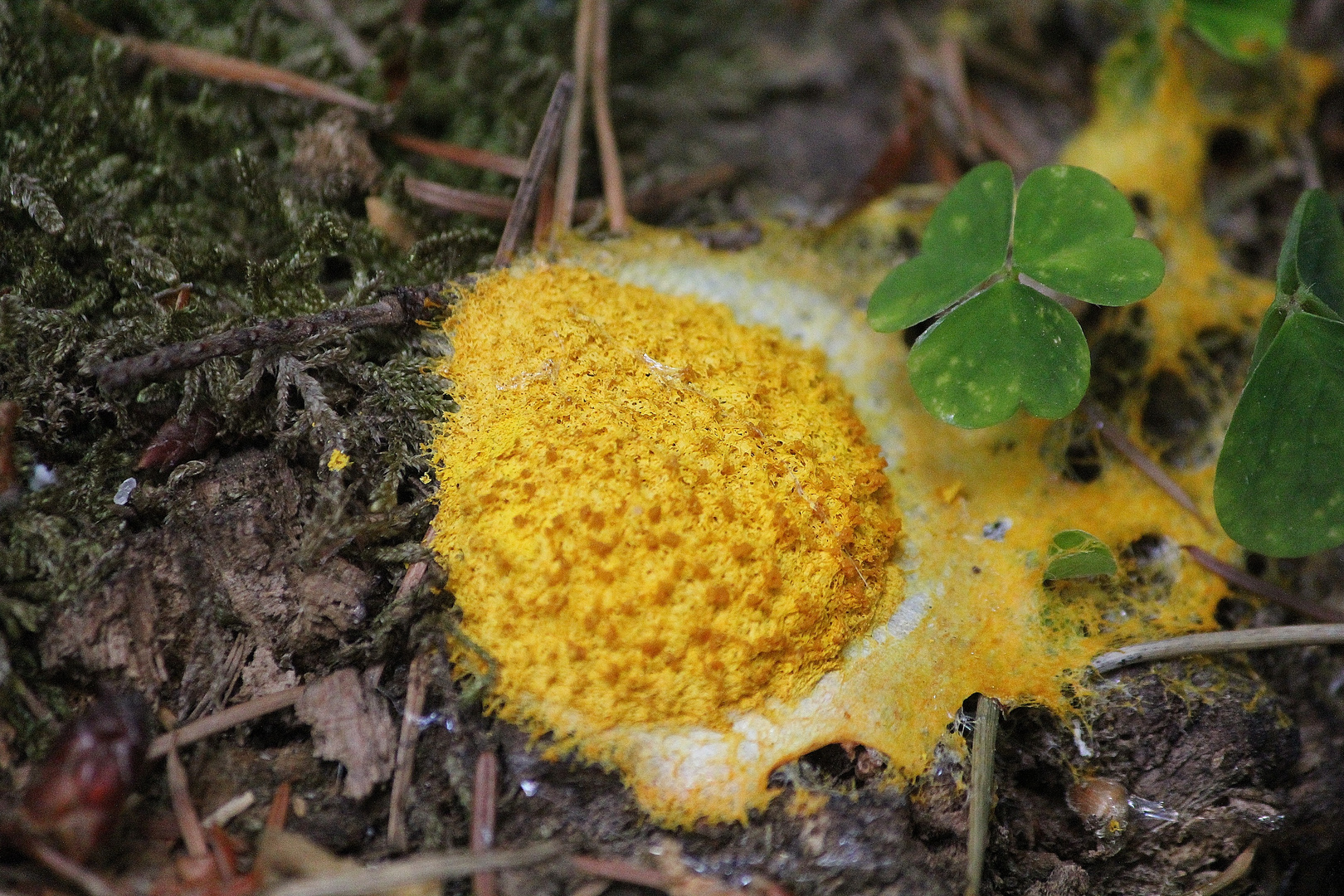 Gelbe Lohblüte beim Wandern