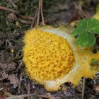 Gelbe Lohblüte beim Wandern