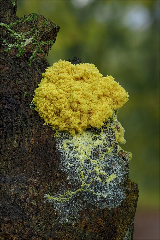 Gelbe Lohblüte (Fuligo septica)