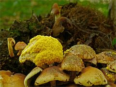 Gelbe Lohblüte (Fuligo septica) auf Schwefelköpfen