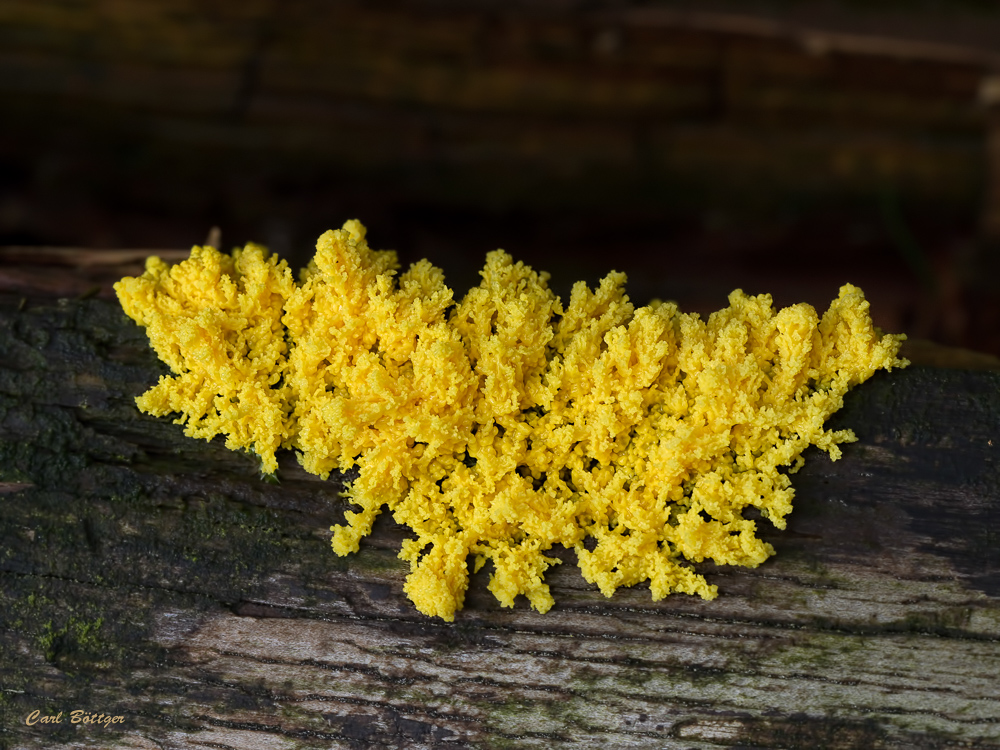 Gelbe Lohblüte oder Hexenbutter (Fuligo septica)