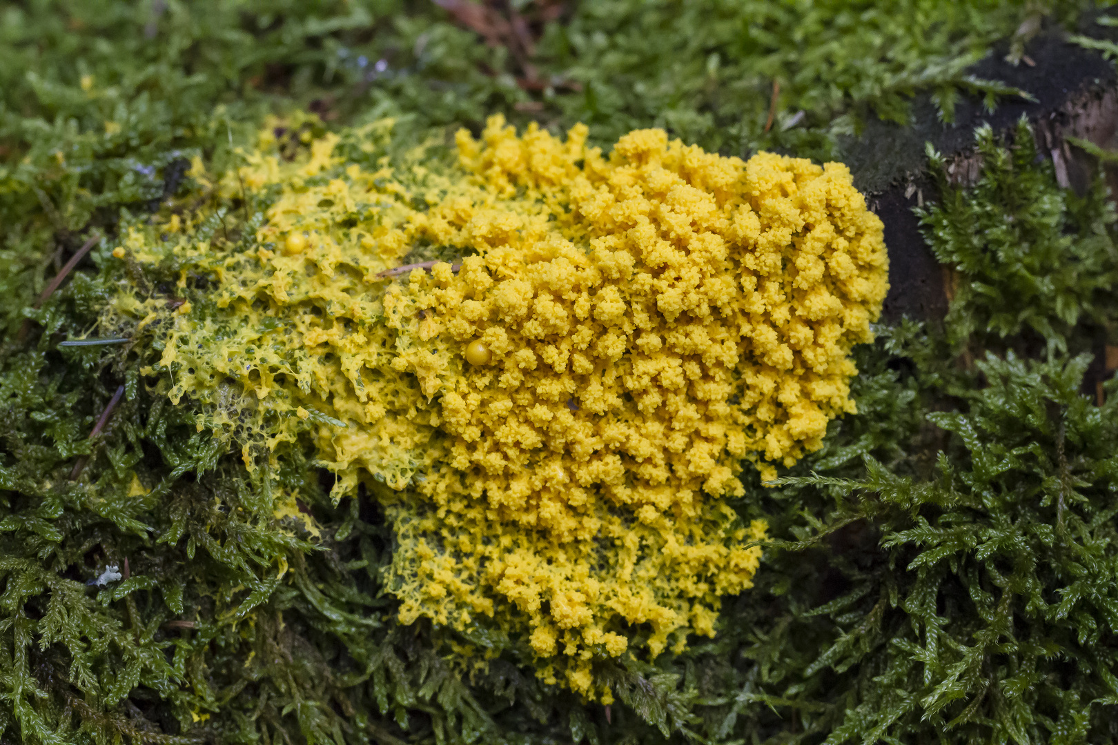 Gelbe Lohblüte (Schleimpilz)