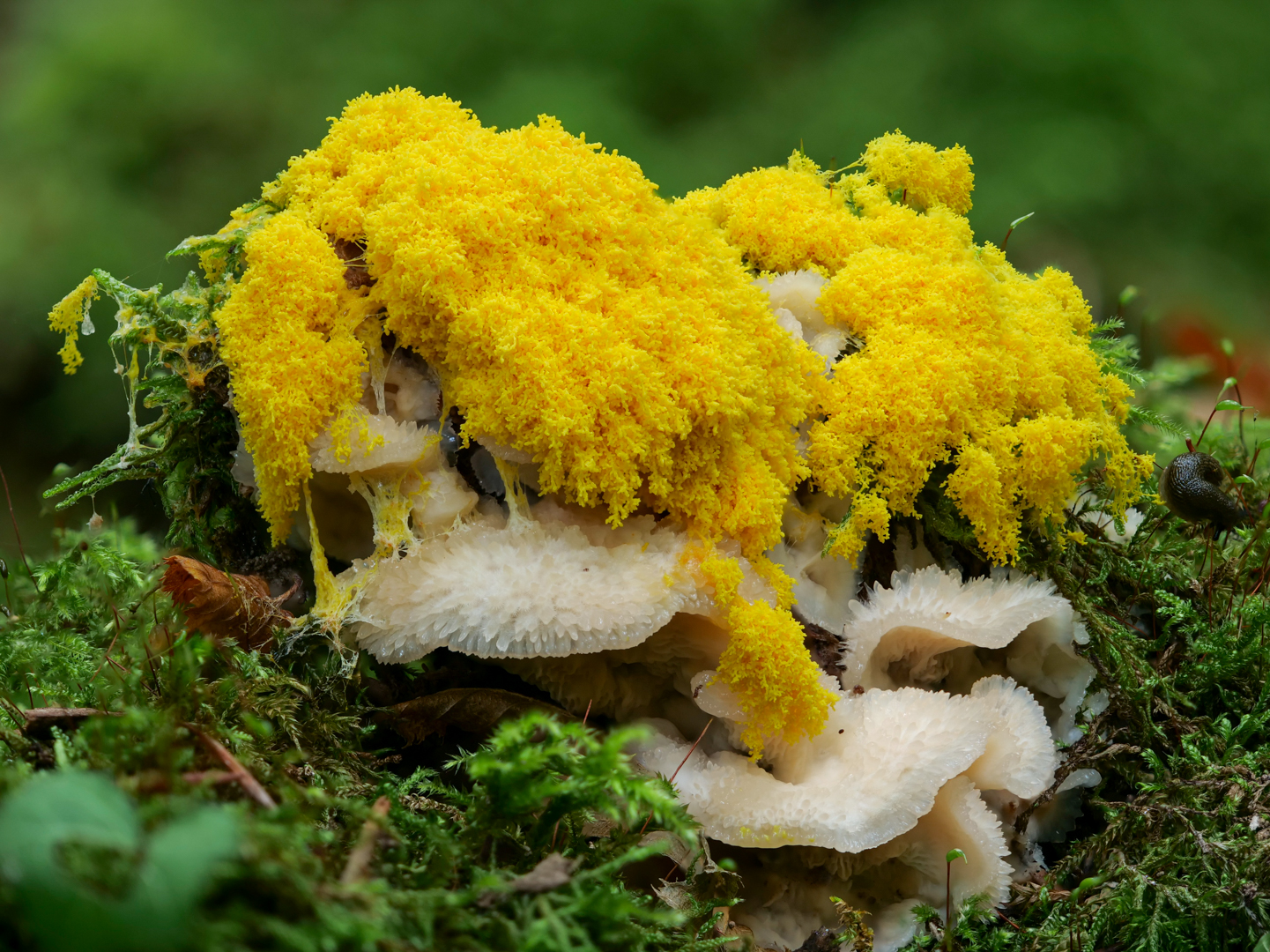 Gelbe Lohblüte überfällt Zitterpilz