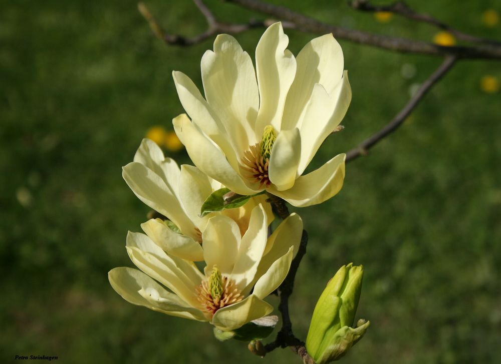 Gelbe Magnolie