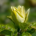 gelbe Magnolie