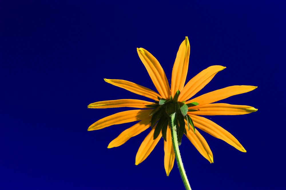 gelbe Margerite Foto & Bild pflanzen, pilze & flechten, blüten