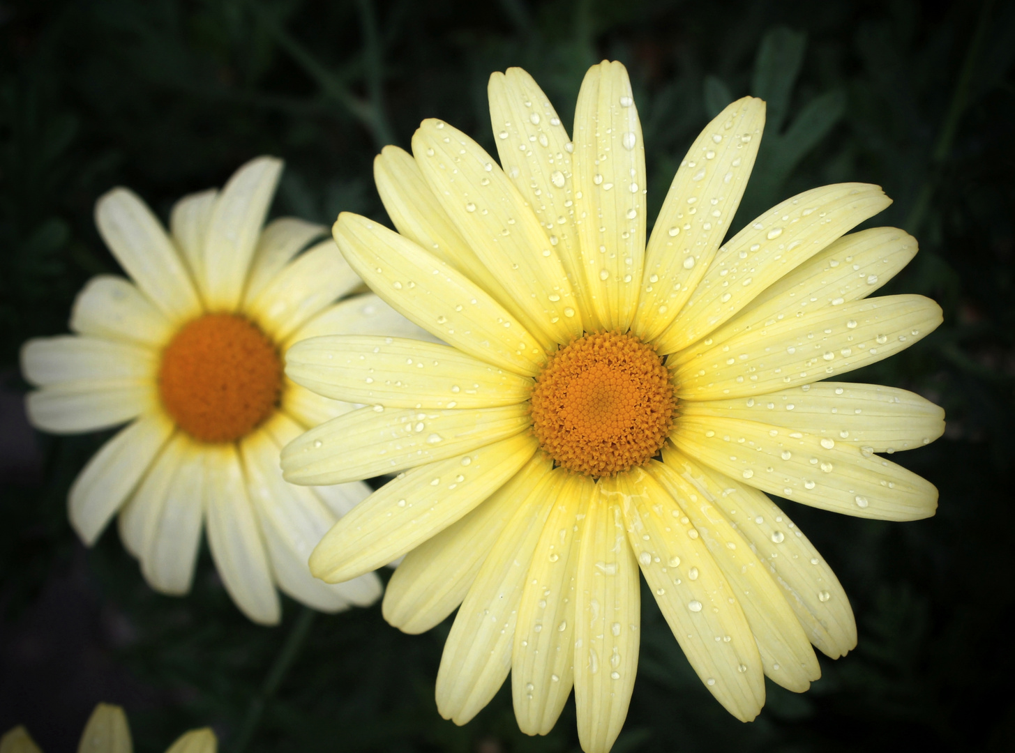 gelbe Margerite mit Regentropfen Foto & Bild gelb, blume, blüte