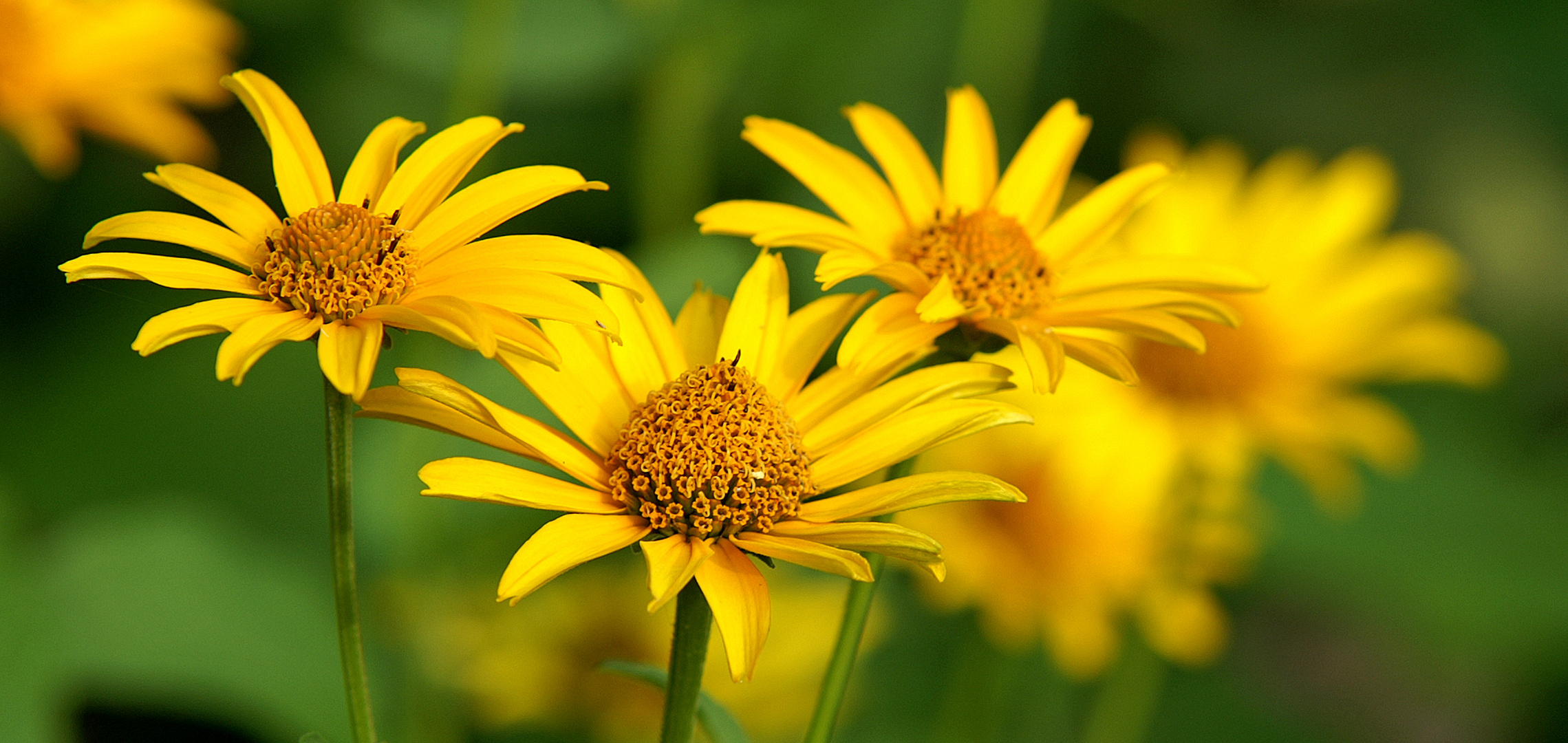 Gelbe Margeriten Foto & Bild pflanzen, pilze & flechten, blüten