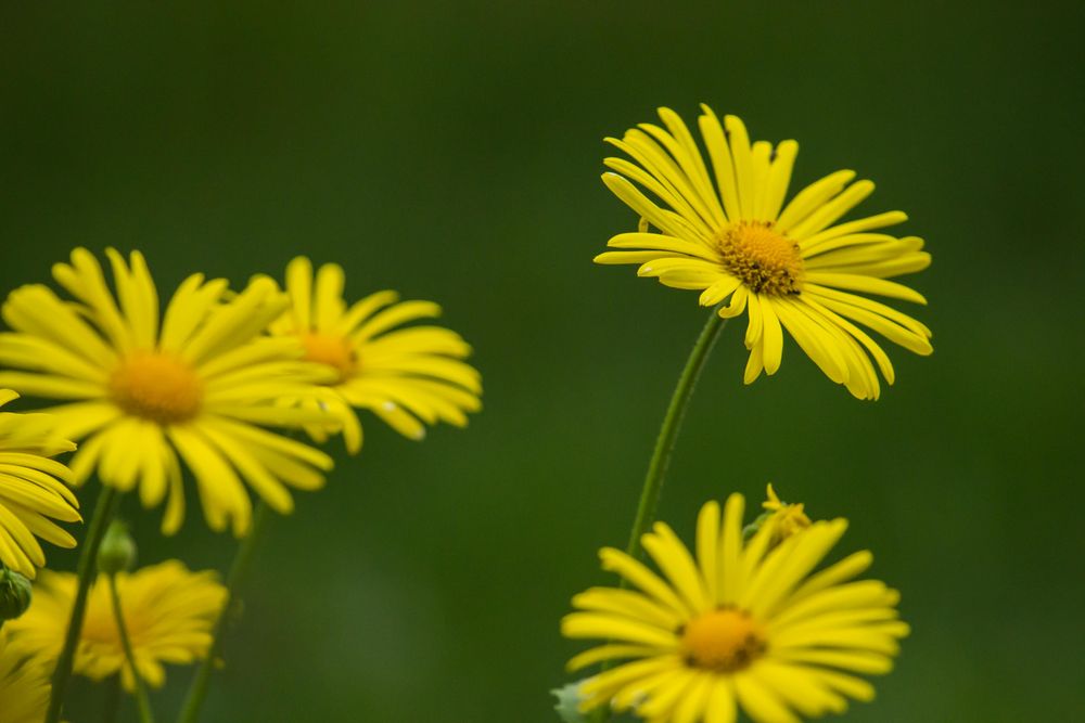 Gelbe Margeriten Foto & Bild pflanzen, pilze & flechten, blüten