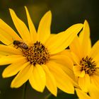 Gelbe Margeriten an der Elbe