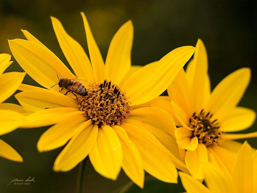 Gelbe Margeriten an der Elbe