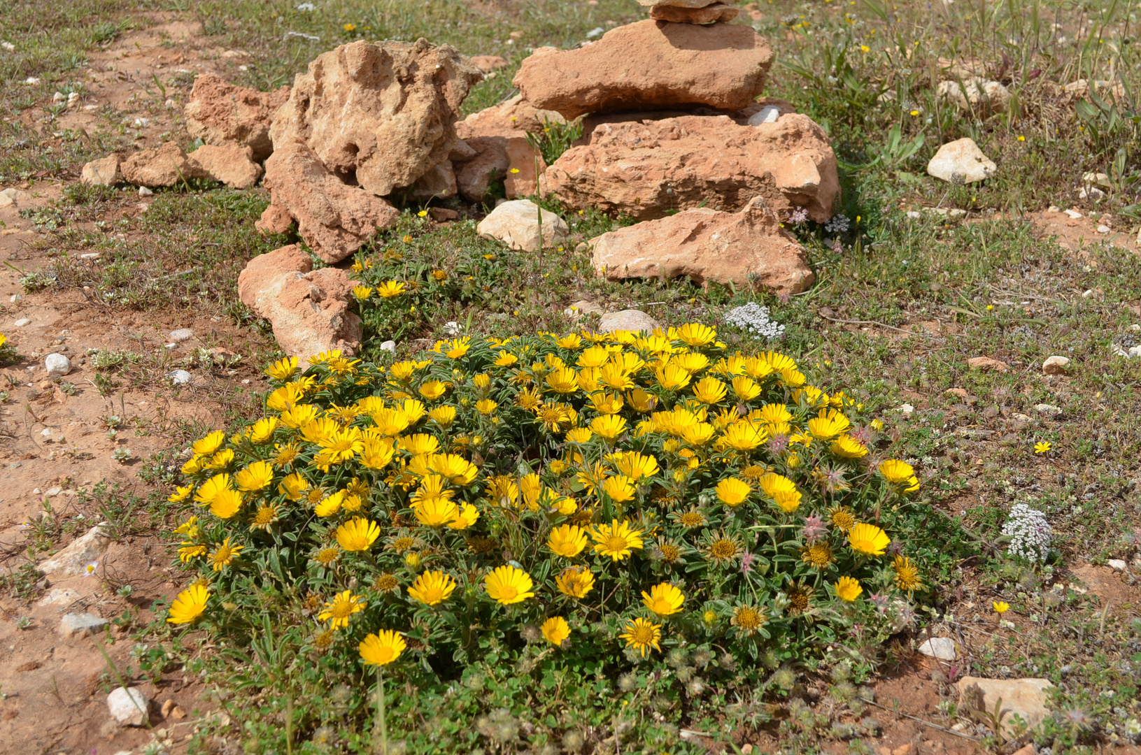 gelbe Margeriten auf Mallorca