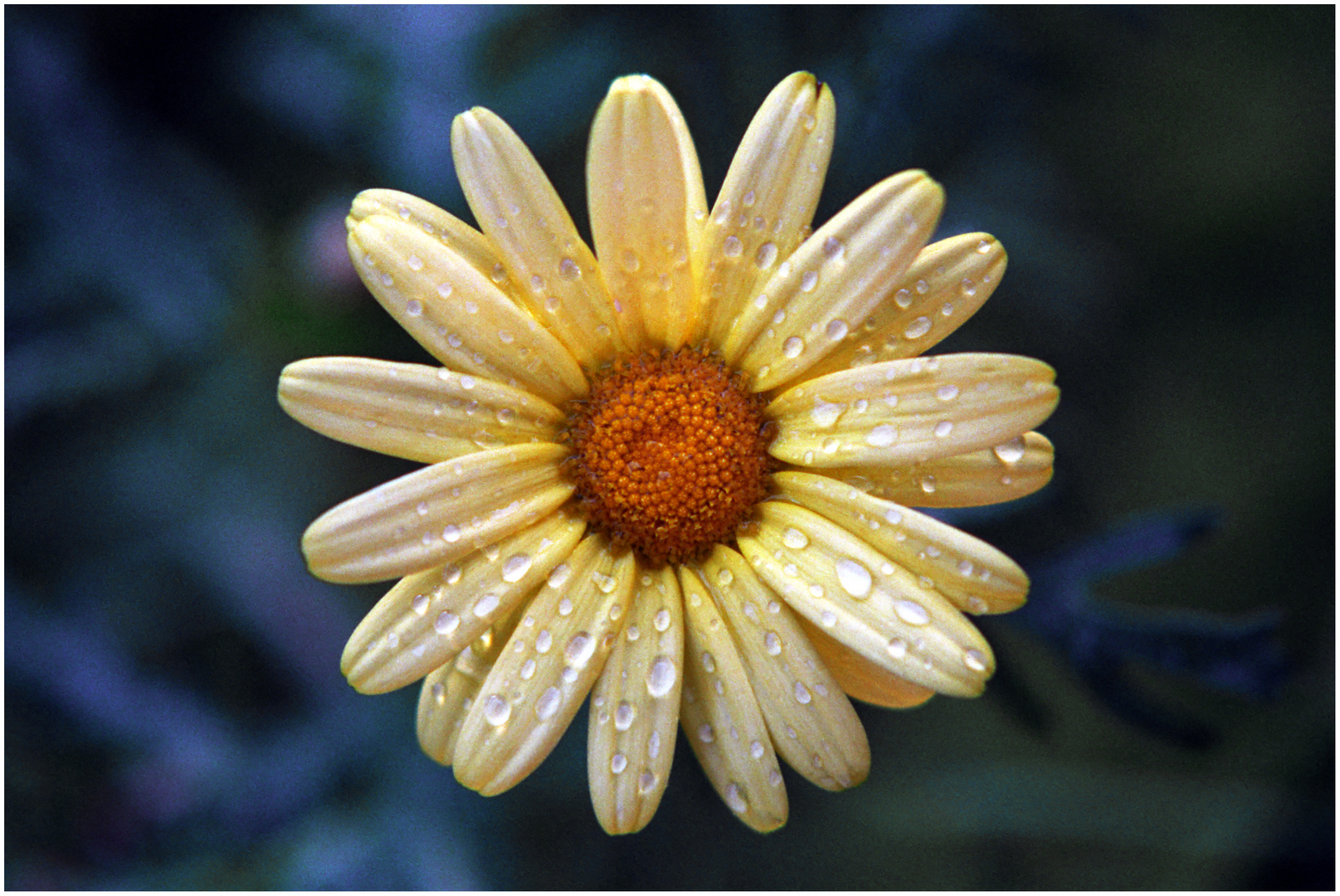 Gelbe Margeritenblüte