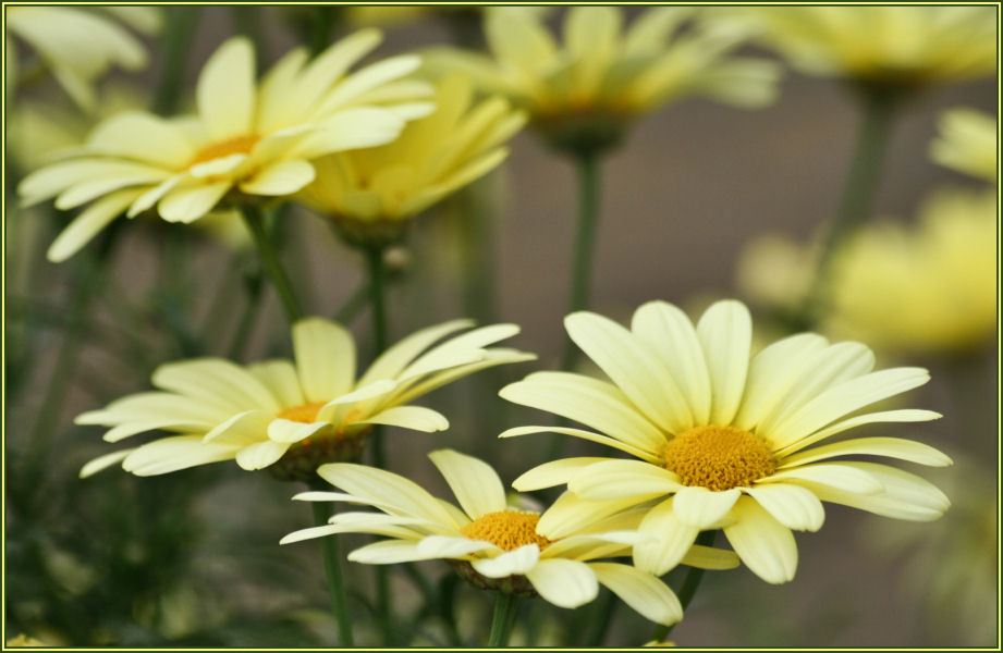 gelbe Margeritenblüten