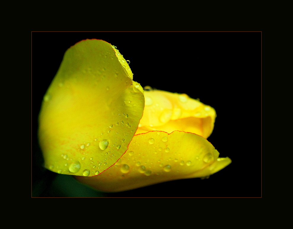 Gelbe Maultulpe im Regen !