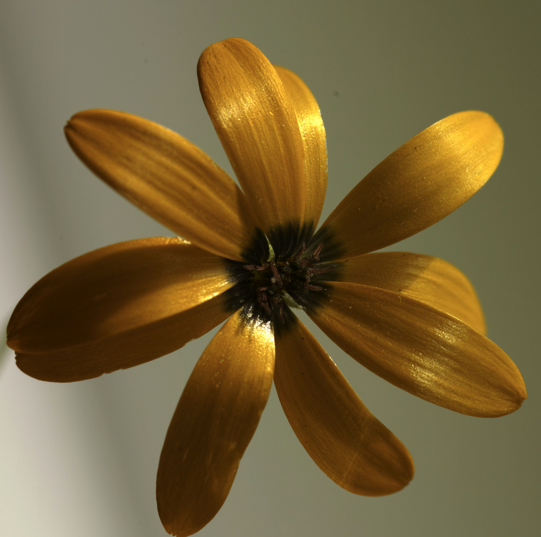 gelbe mediterrane Blüte