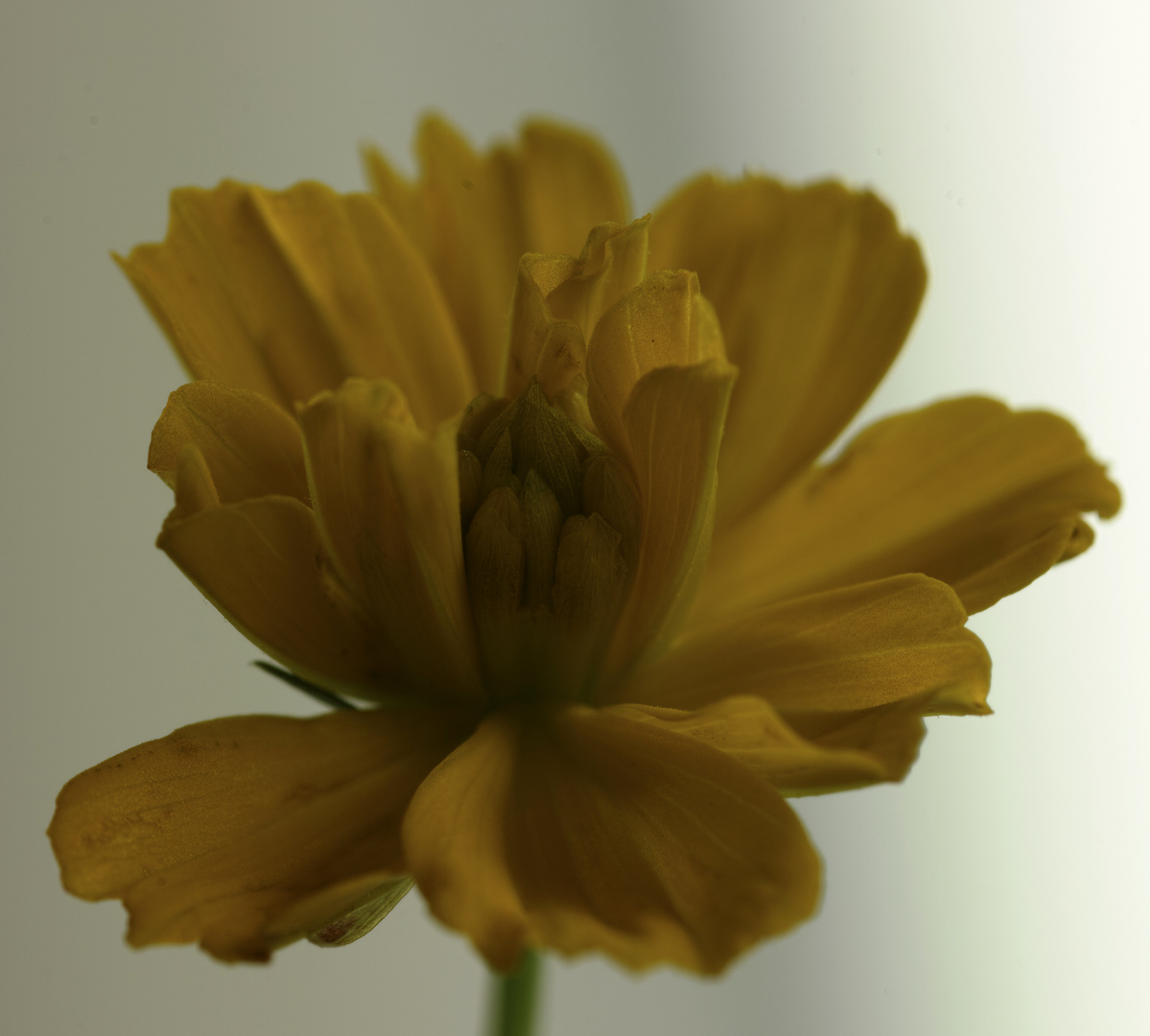 gelbe mediterrane Blume