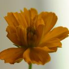 gelbe mediterrane Blume